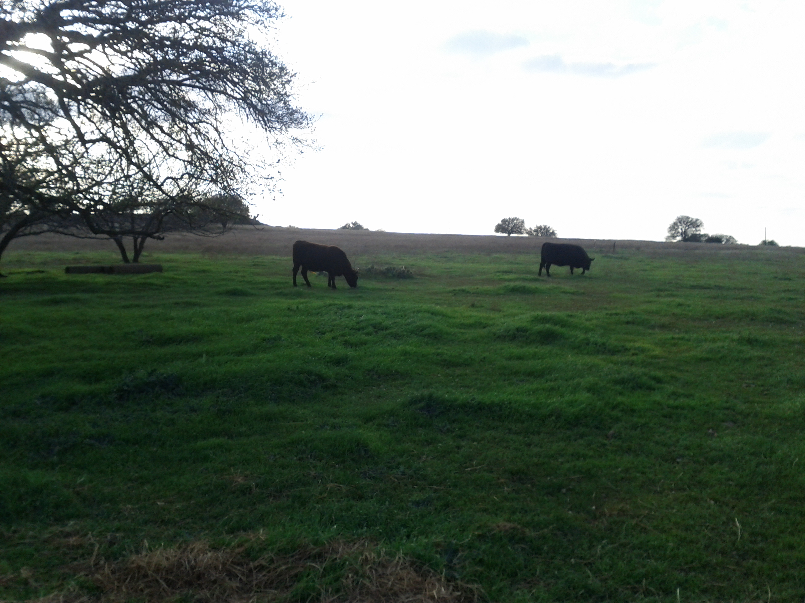 Two cattle grazing fresh green grass