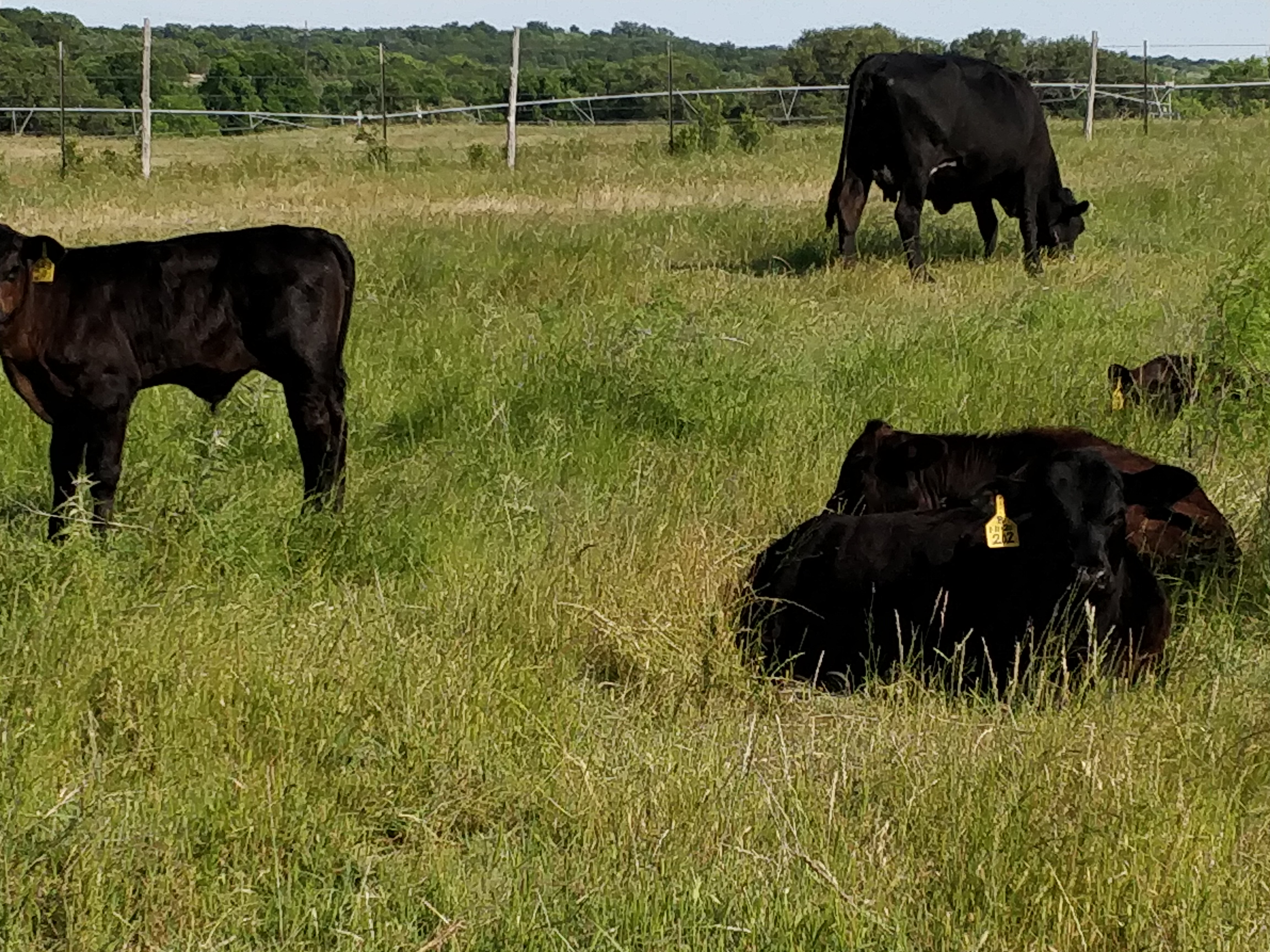 calves resting in the sun
