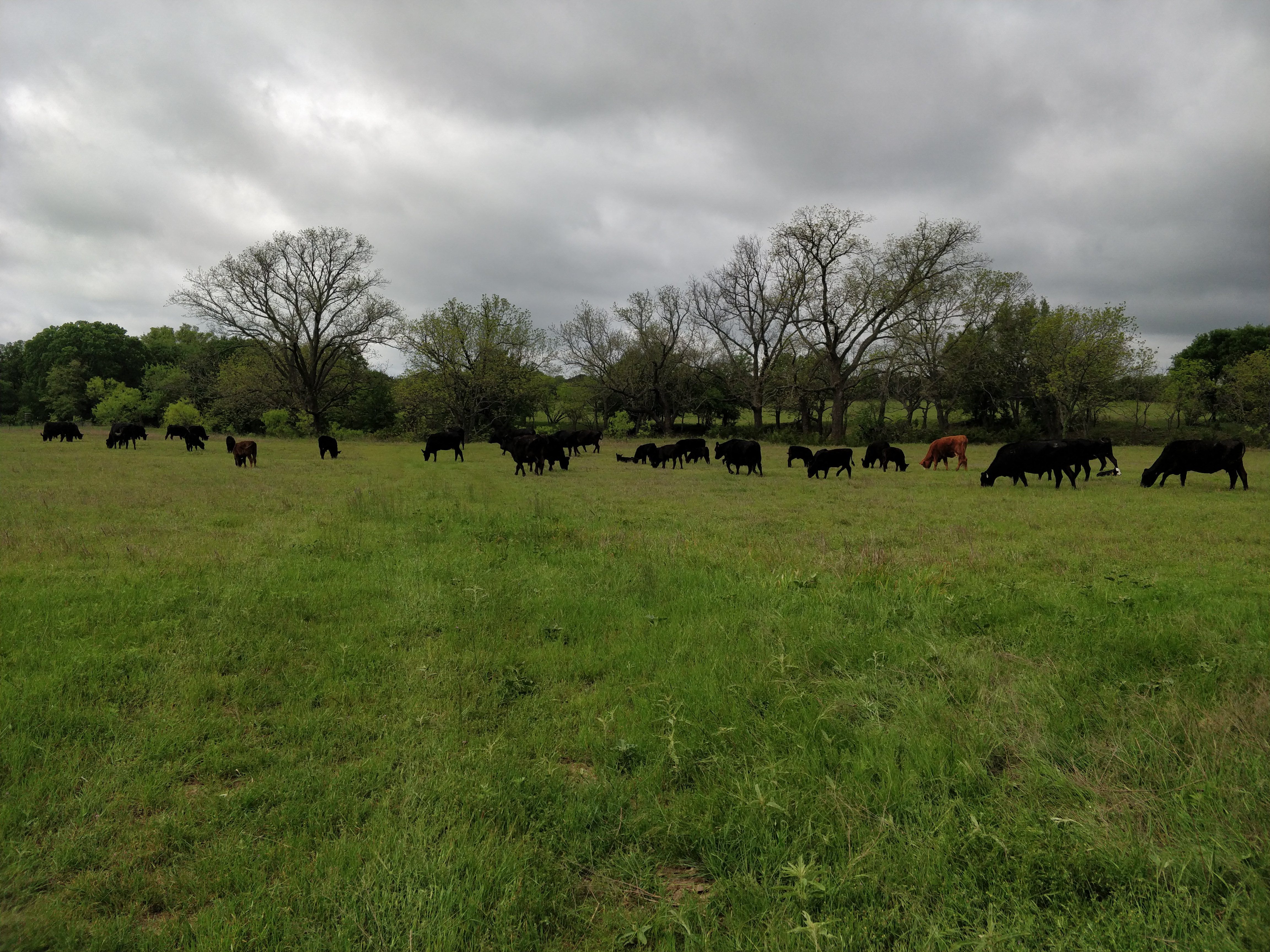 cattle on pasture, April 2020 (view 2)