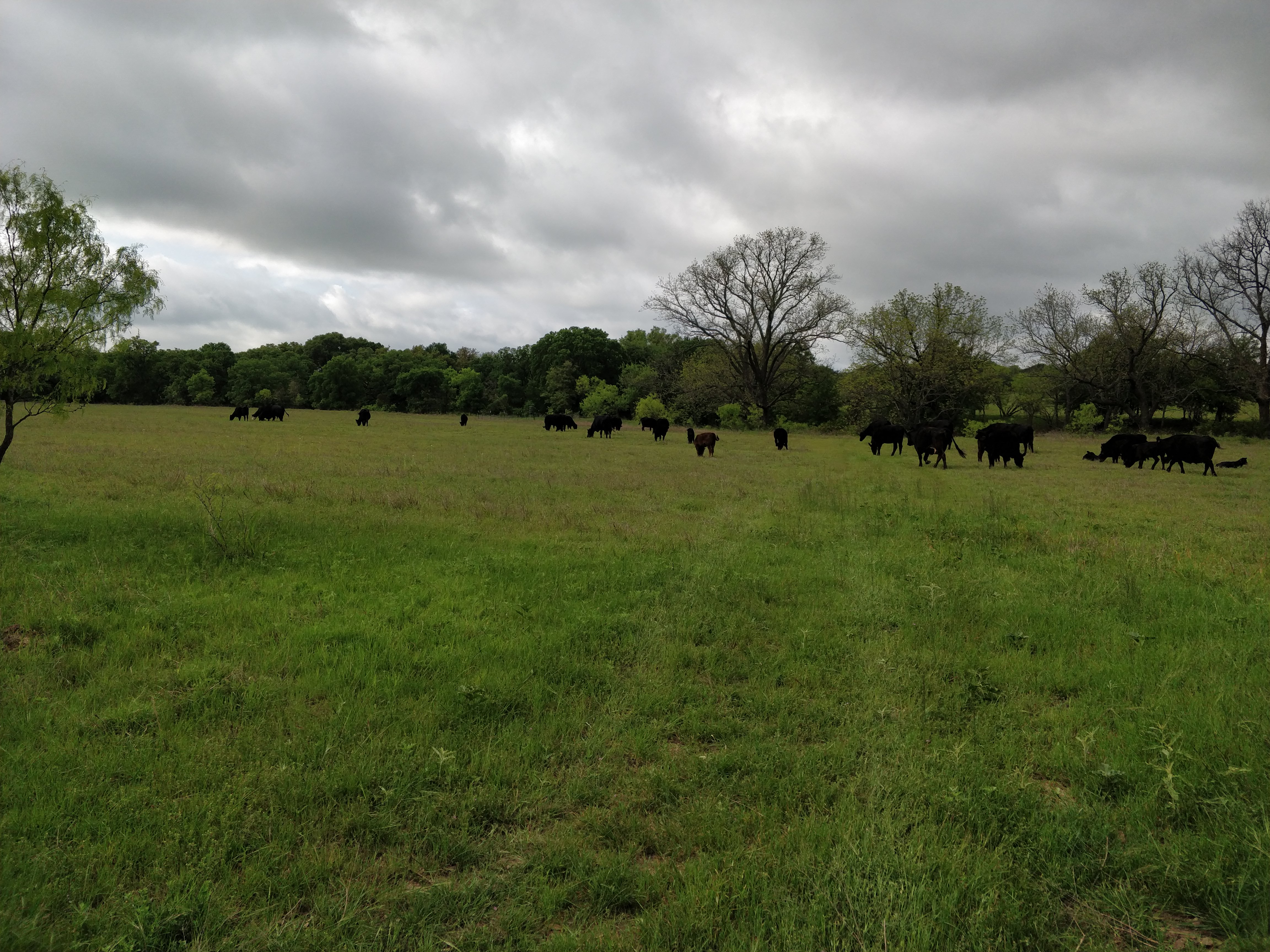 cattle on pasture, April 2020 (view 1)